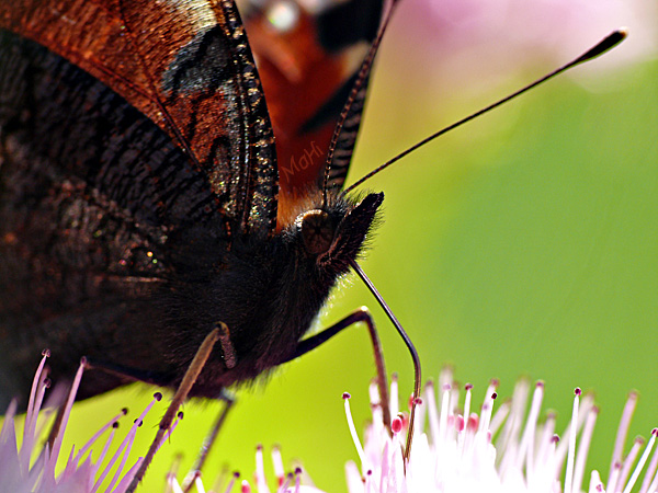Schmetterling Makro © Martina Hildebrand