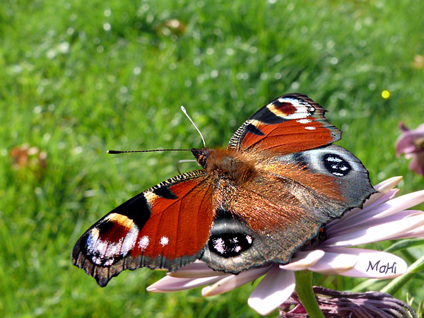Schmetterling © Martina Hildebrand